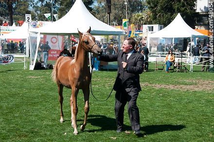Concurso de caballos jovenes - Departamento de Montevideo - URUGUAY. Foto No. 48054