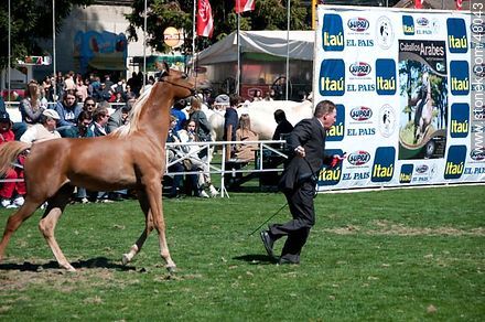 Competition for Young Horses - Department of Montevideo - URUGUAY. Photo #48043