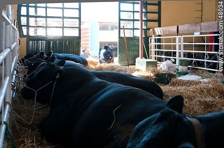 Shed of Aberdeen Angus - Department of Montevideo - URUGUAY. Photo #48034