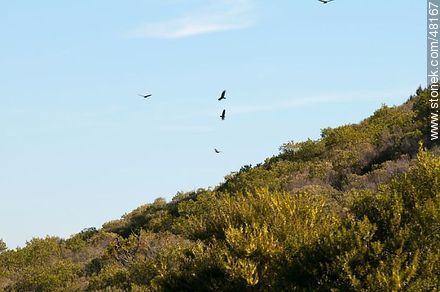 Cuervos sobrevolando la Sierra de las Ánimas - Departamento de Maldonado - URUGUAY. Foto No. 48167
