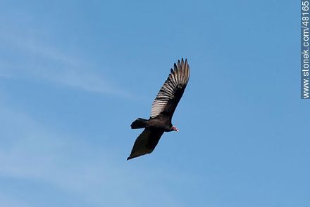 Jote o cuervo de cabeza colorada - Fauna - IMÁGENES VARIAS. Foto No. 48165