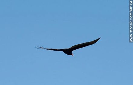 Jote o cuervo de cabeza colorada - Fauna - IMÁGENES VARIAS. Foto No. 48164