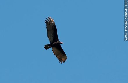 Jote o cuervo de cabeza colorada - Departamento de Maldonado - URUGUAY. Foto No. 48163