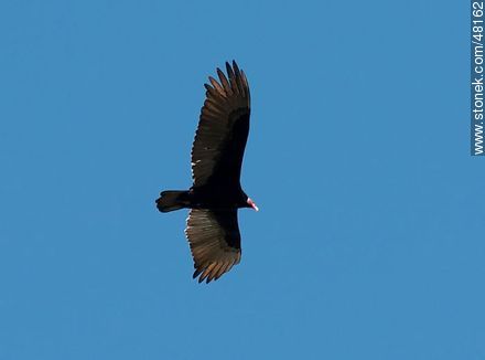 Jote o cuervo de cabeza colorada - Fauna - IMÁGENES VARIAS. Foto No. 48162