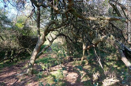 Árboles coronillas - Departamento de Maldonado - URUGUAY. Foto No. 48157