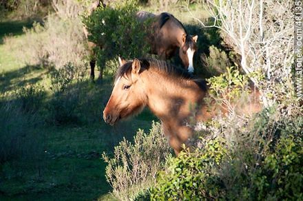 Criollo horses - Fauna - MORE IMAGES. Foto No. 48135