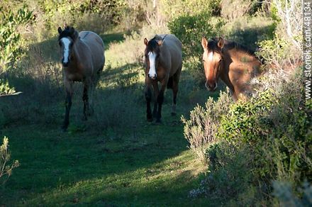 Criollo horses - Fauna - MORE IMAGES. Photo #48134