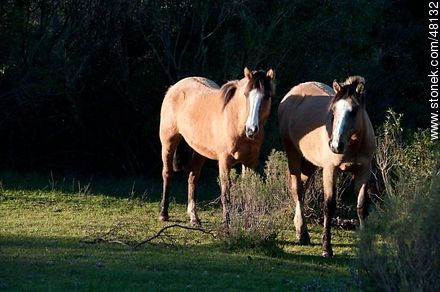 Criollo horses - Fauna - MORE IMAGES. Photo #48132