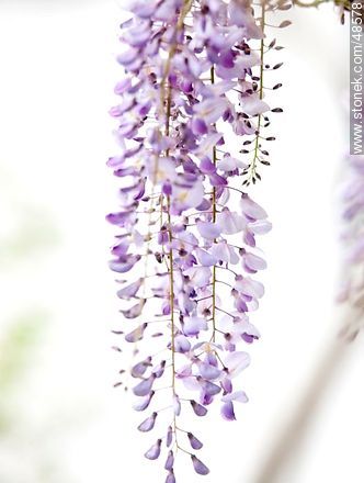 Wisteria sinensis - Flora - MORE IMAGES. Photo #48578
