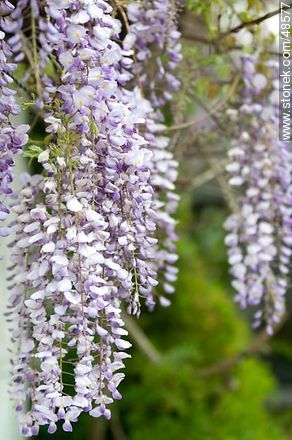 Wisteria sinensis - Flora - MORE IMAGES. Photo #48577