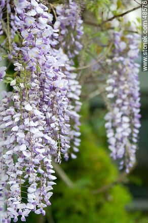 Wisteria sinensis - Flora - MORE IMAGES. Photo #48576