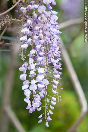 Wisteria sinensis - Flora - MORE IMAGES. Photo #48575