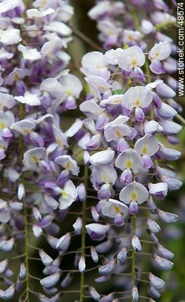 Wisteria sinensis - Flora - MORE IMAGES. Photo #48574