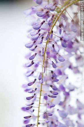 Wisteria sinensis - Flora - MORE IMAGES. Photo #48573