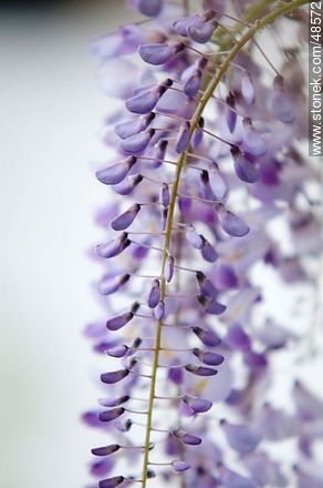 Wisteria sinensis - Flora - MORE IMAGES. Photo #48572