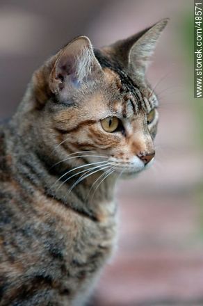 Tabby  - Fauna - MORE IMAGES. Photo #48571