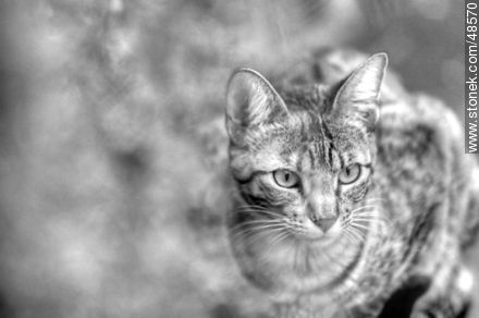 Stalking tabby - Fauna - MORE IMAGES. Photo #48570