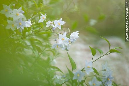 Solanum jazminoide - Flora - MORE IMAGES. Photo #48551