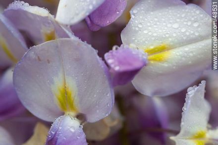 Wisteria sinensis - Flora - MORE IMAGES. Photo #48531