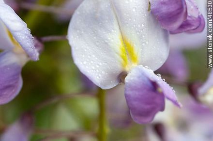 Wisteria sinensis - Flora - MORE IMAGES. Photo #48530