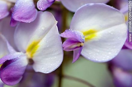 Wisteria sinensis - Flora - MORE IMAGES. Photo #48529