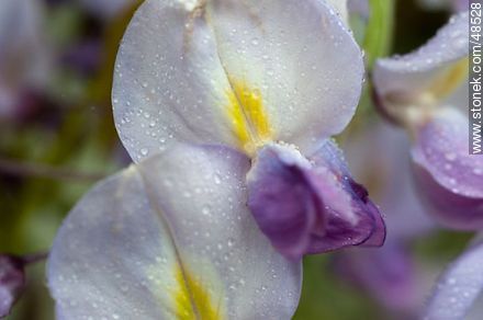Flores de glicina - Flora - IMÁGENES VARIAS. Foto No. 48528