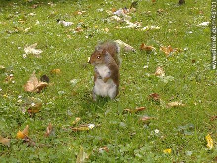 Squirrel - Ireland - BRITISH ISLANDS. Photo #48701