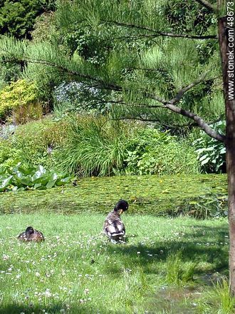 Ducks in the Botanical Garden of Dublin - Ireland - BRITISH ISLANDS. Photo #48673