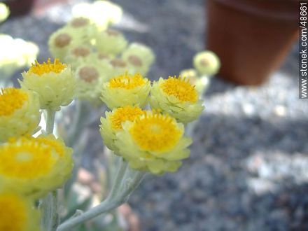 Helichrysum. Flor de papel. - ireland - ISLAS BRITÁNICAS. Foto No. 48661