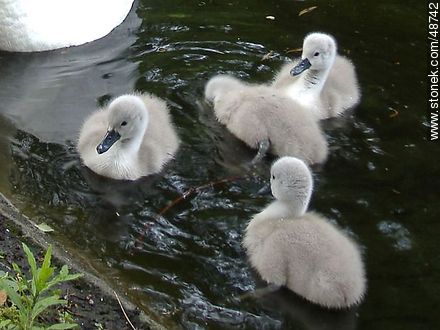 Swan chicks - Ireland - BRITISH ISLANDS. Photo #48742