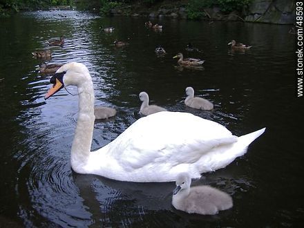 Swan and her young - Ireland - BRITISH ISLANDS. Photo #48593