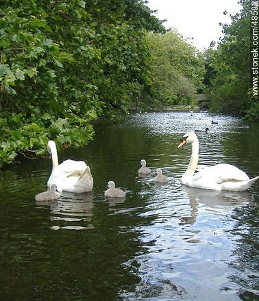 Swans on the lake in Saint Stephen's Green Park - Ireland - BRITISH ISLANDS. Photo #48592