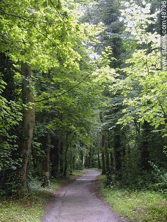 Path through the woods - Ireland - BRITISH ISLANDS. Photo #48796