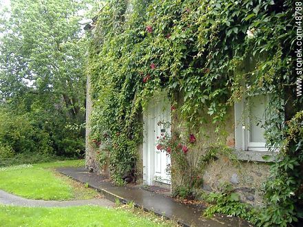 House under vegetation - Ireland - BRITISH ISLANDS. Foto No. 48788