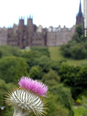 Flor de cardo con el fondo de la Universidad de Edimburgo - Escocia - ISLAS BRITÁNICAS. Foto No. 49045