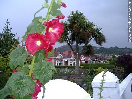 Flores en Meath Road. - ireland - ISLAS BRITÁNICAS. Foto No. 49173