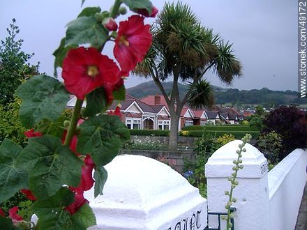 Flores en Meath Road. - ireland - ISLAS BRITÁNICAS. Foto No. 49172