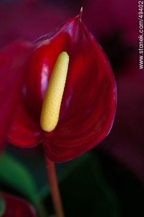 Mini Anthurium - Flora - MORE IMAGES. Photo #49402