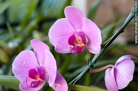 Orquídeas - Flora - IMÁGENES VARIAS. Foto No. 49401