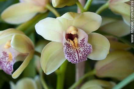 Orquídeas - Flora - IMÁGENES VARIAS. Foto No. 49399