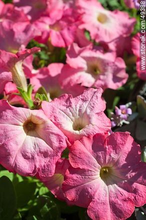 Petunias rosadas - Flora - IMÁGENES VARIAS. Foto No. 49388