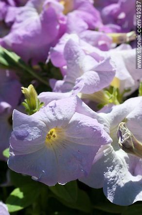 Light purple petunias - Flora - MORE IMAGES. Photo #49387