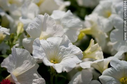 Petunias blancas - Flora - IMÁGENES VARIAS. Foto No. 49384