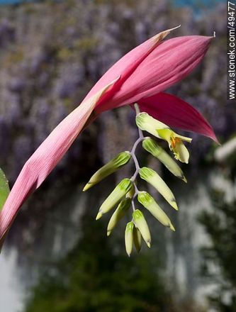 Bromelia flower - Flora - MORE IMAGES. Photo #49477