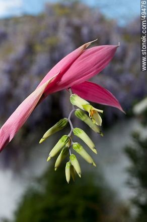 Bromelia flower - Flora - MORE IMAGES. Photo #49476