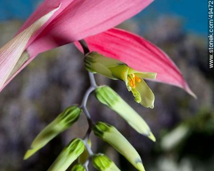 Bromelia flower - Flora - MORE IMAGES. Photo #49472