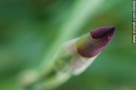 Iris bud - Flora - MORE IMAGES. Photo #49469