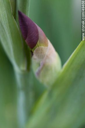 Iris bud - Flora - MORE IMAGES. Photo #49468