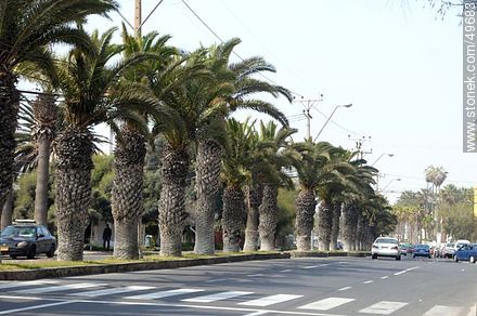 Avenida General Velásquez - Chile - Otros AMÉRICA del SUR. Foto No. 49683