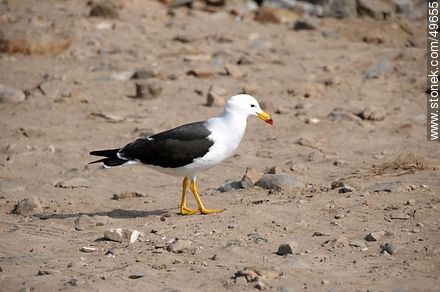 Kelp Gull - Chile - Others in SOUTH AMERICA. Photo #49655